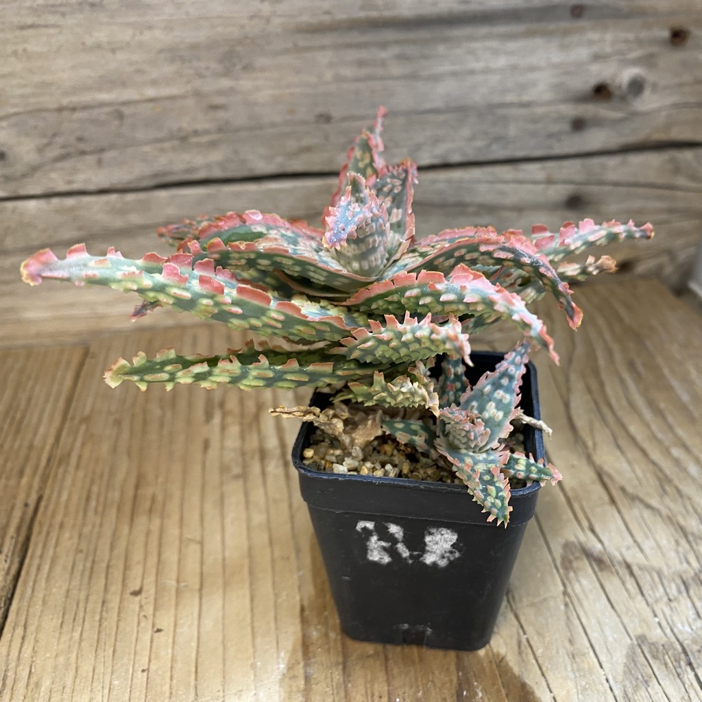 SH2289 Aloe TCT hybrid - Image 2
