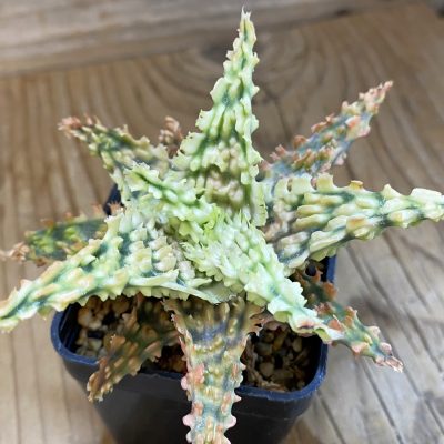SH2296 Aloe TCT hybrid