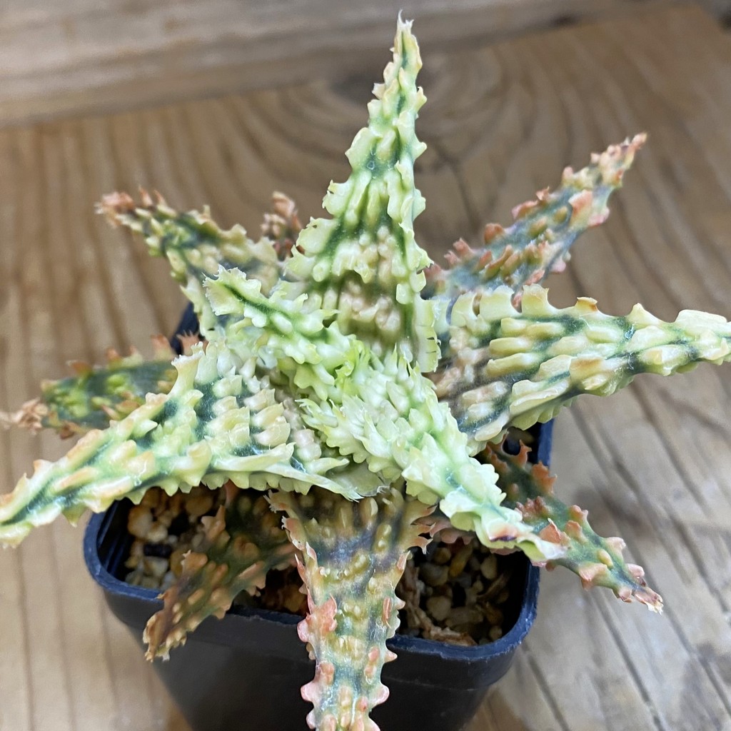 SH2296 Aloe TCT hybrid