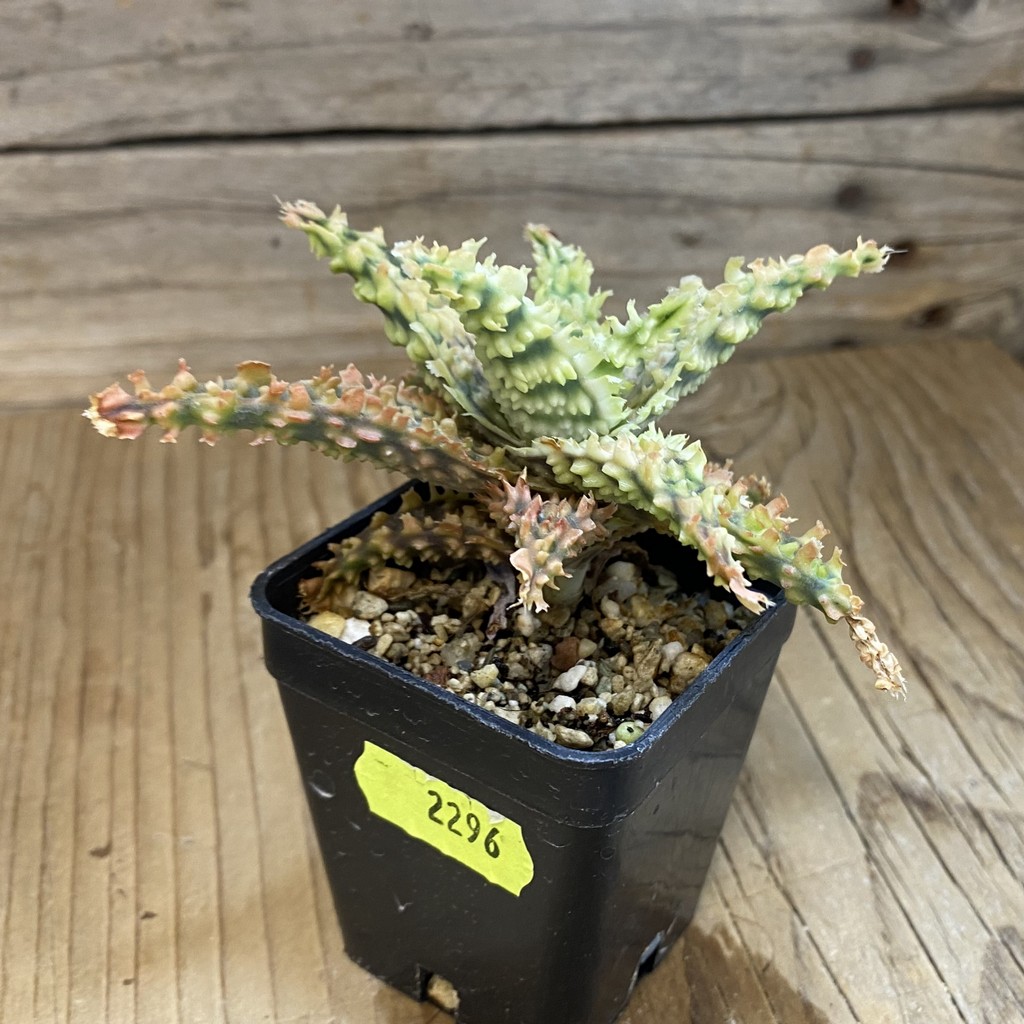 SH2296 Aloe TCT hybrid - Image 2