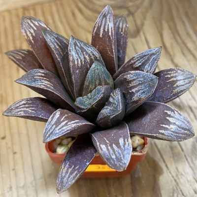 SH363 Haworthia maughanii x splendens
