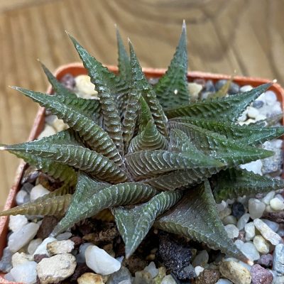 SH482 Haworthia limifolia