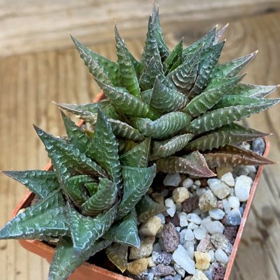 SH483 Haworthia limifolia