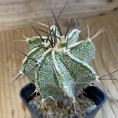 SH062 Astrophytum ornatum hybrid