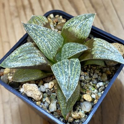 VVG610 Haworthia splendens 'Hakuja' hybrid, seedling