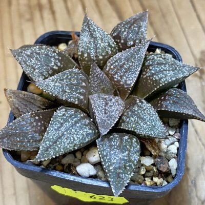 SH623 Haworthia 'Kuroshima Dekenahii' x picta