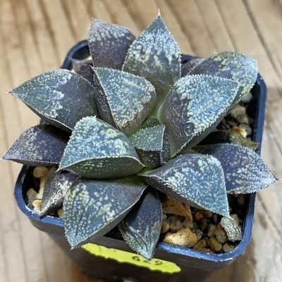 SH629 Haworthia 'Kegazato' hybrid