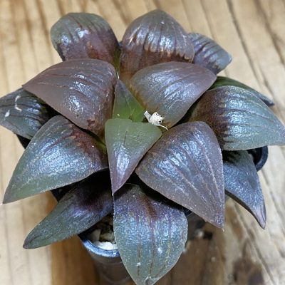 SH630 Haworthia atrofusca -Japan-
