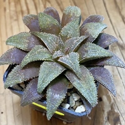 SH631 Haworthia parksiana hybrid
