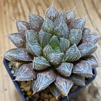 SH637 Haworthia 'Mirror Ball'