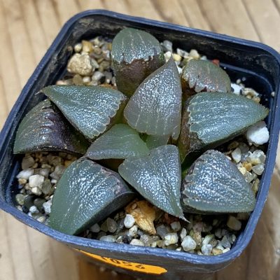 SH1056 Haworthia bayeri