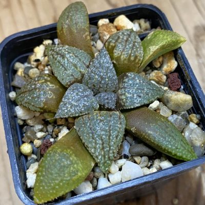 SH1057 Haworthia picta -Japan-