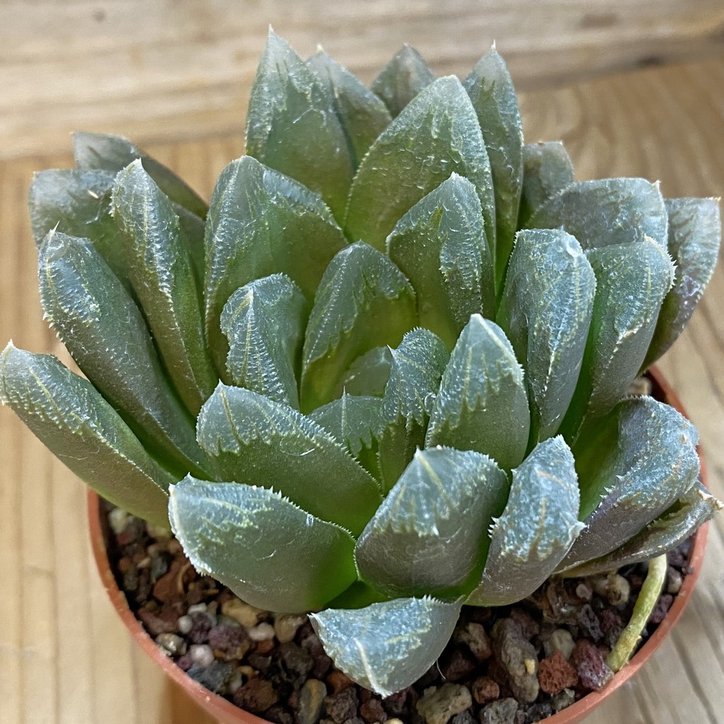 SH1158 Haworthia chevagri hybrid