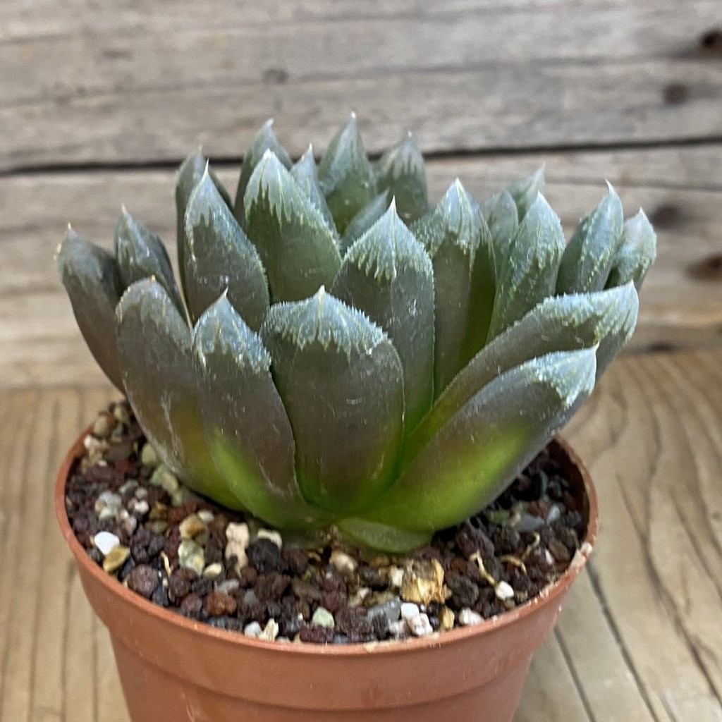 SH1158 Haworthia chevagri hybrid - Image 2