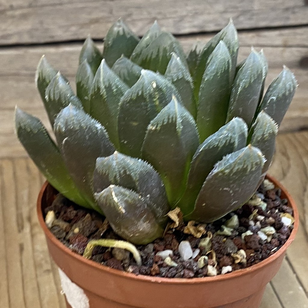 SH1158 Haworthia chevagri hybrid - Image 3