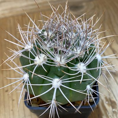 SH121 Gymnocalycium valnicekianum
