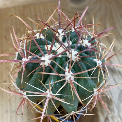 SH140 Ferocactus fordii