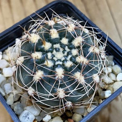 SH067 Gymnocalycium bruchii v. hossei