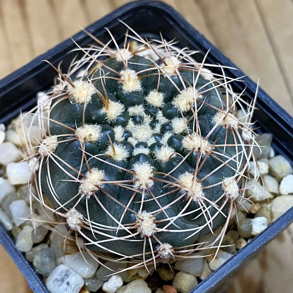 SH067 Gymnocalycium bruchii v. hossei