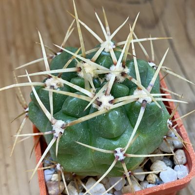 SH143 Gymnocalycium monvillei v. steineri