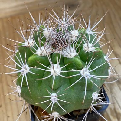 SH190 Gymnocalycium valnicekianum