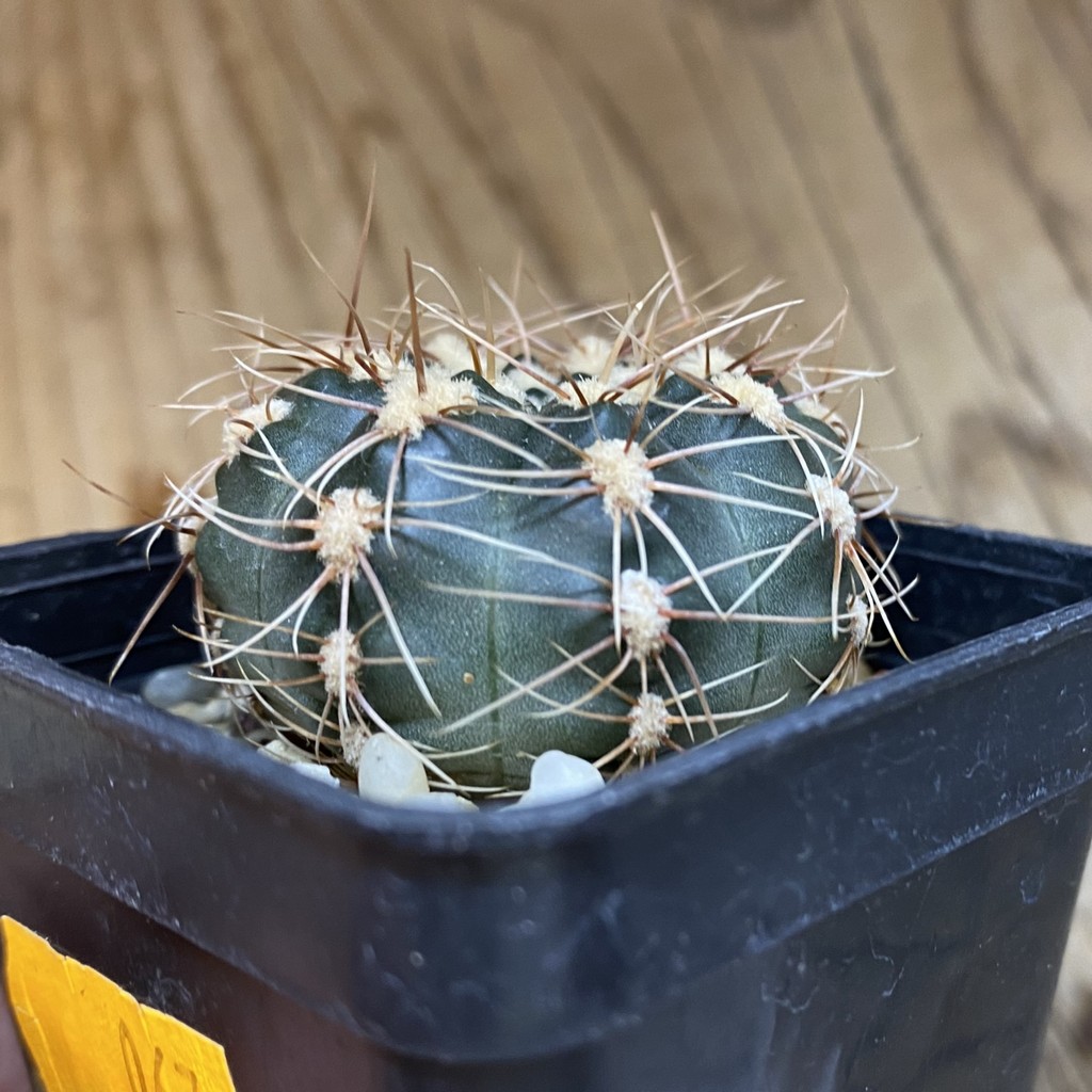 SH067 Gymnocalycium bruchii v. hossei - Image 2
