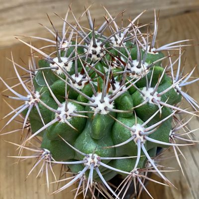SH199 Gymnocalycium mostii, hard spines -Uritorco-