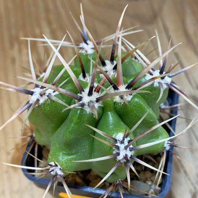 SH123 Gymnocalycium achirasense v. chacrasense LB 365