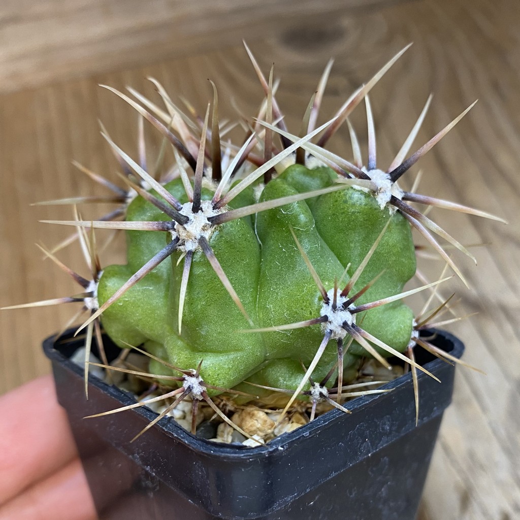 SH123 Gymnocalycium achirasense v. chacrasense LB 365 - Зображення 2