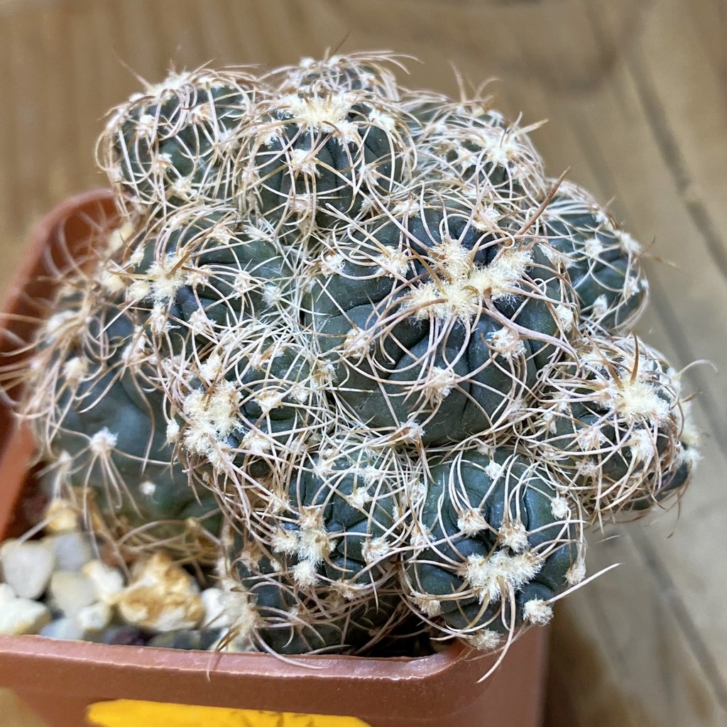 SH173 Gymnocalycium bruchii f. monstrosa