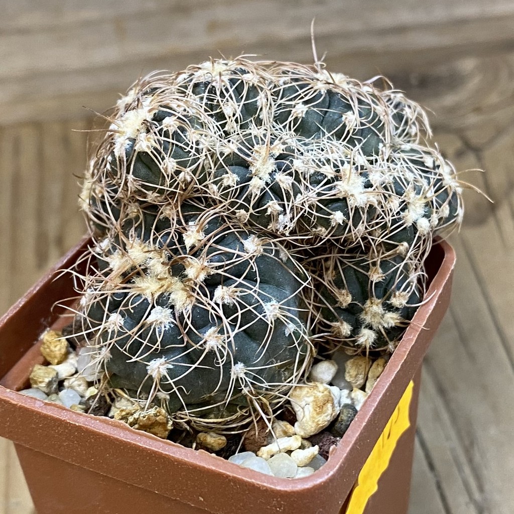 SH173 Gymnocalycium bruchii f. monstrosa - Зображення 2