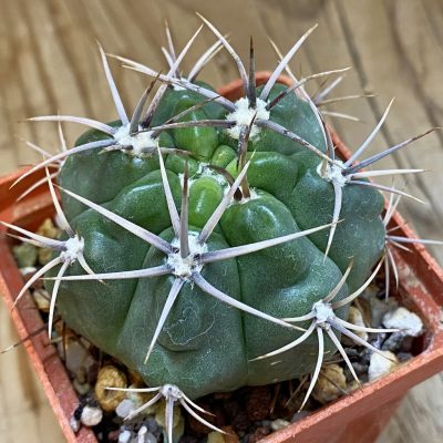 SH180 Gymnocalycium achirasense v. kainradliae LB480