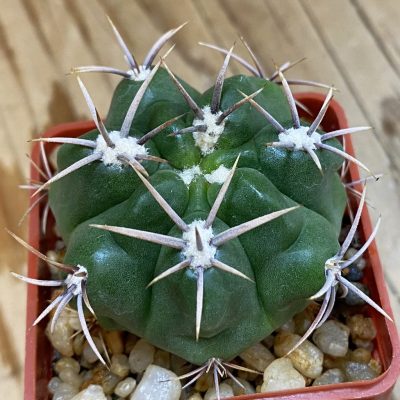 SH228 Gymnocalycium achirasense v. kainradliae LB 480