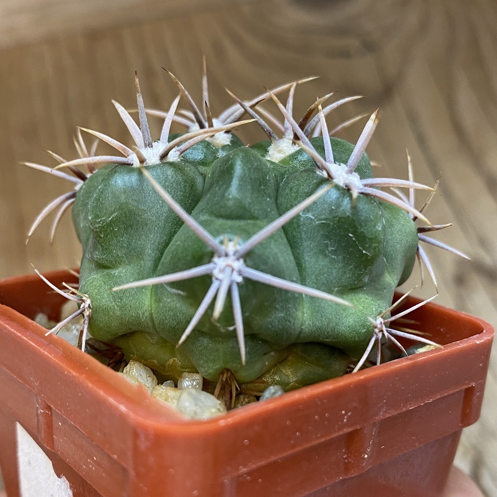 SH228 Gymnocalycium achirasense v. kainradliae LB 480 - Image 2