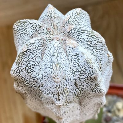 SH320 Astrophytum myriostigma 'Onzuka', grafted