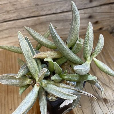 SH14392 Adromischus marianiae -Clanwilliam- (Fragile plant!)
