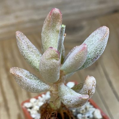 SH24626 Adromischus marianae v. kubusensis