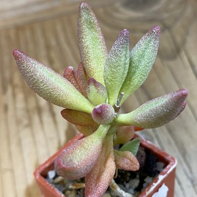 SH24628 Adromischus marianiae 'Alveolatus'