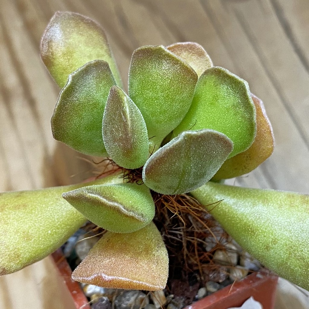 SH24629 Adromischus cooperi x cristatus