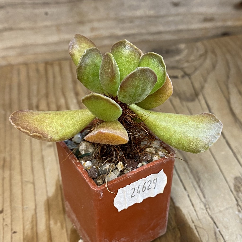 SH24629 Adromischus cooperi x cristatus - Image 2