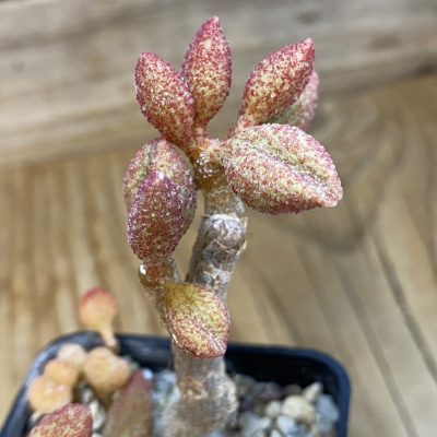 SH24633 Adromischus marianiae -A. Plapp-