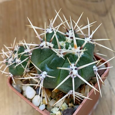 SH052 Gymnocalycium achirasense v. echinatum