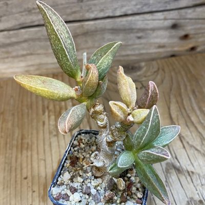 SH24643 Adromischus marianiae hybrid -Germania-