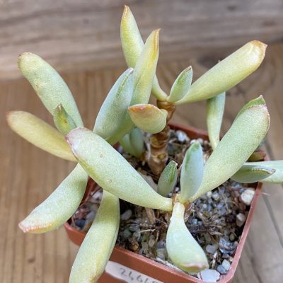 SH24645 Adromischus hybrid