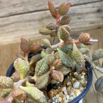 SH24646 Adromischus marianae f. herrei