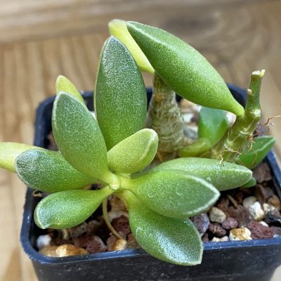 SH24835 Adromischus marianae 'Tanqua'