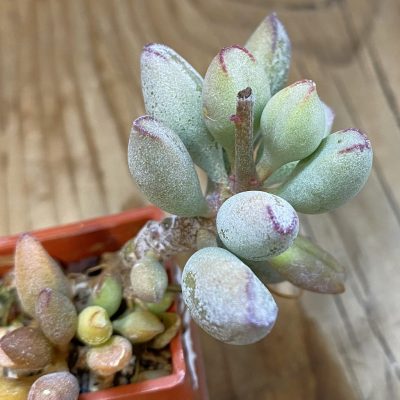 SH24836 Adromischus marianae v. kubusensis