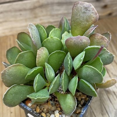 SH24839 Adromischus cristatus