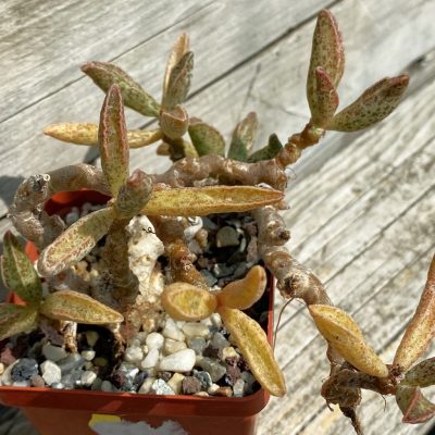 SH24837 Adromischus marianae