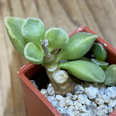 SH25157 Adromischus marianae 'Tanqua'